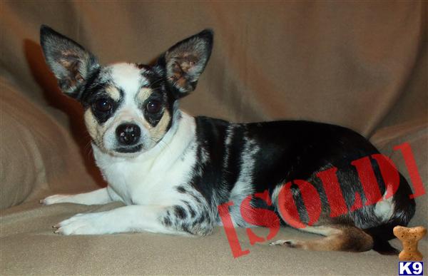 ROSITA