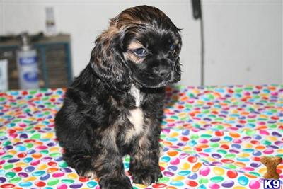 Cocker Spaniel puppies Illinois