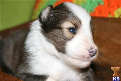Sheltie Puppies Illinois