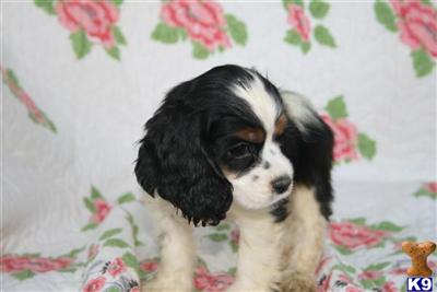 Cocker Spaniel puppies Illinois