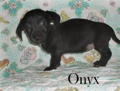 Mini Dachshund Pups