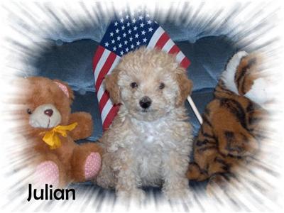 Maltepoo Pups