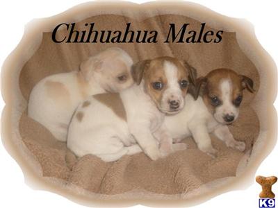 Chihuahua Parti Males $125 
