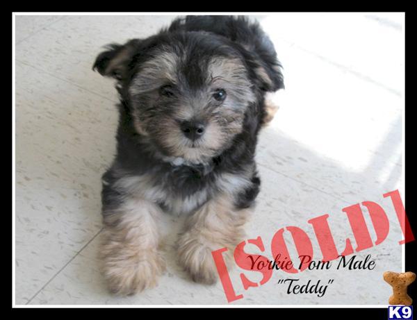 pomeranian yorkie mix price document moved pomeranian yorkie mix price document moved