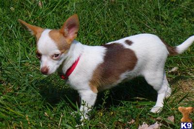 Chihuahua Male pup