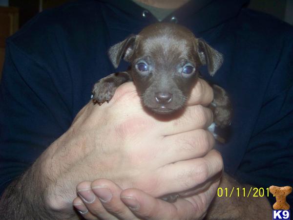 MinPin/Chihuahua x