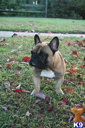 Intl Ch. BigStars Wiseguy at Buldoons