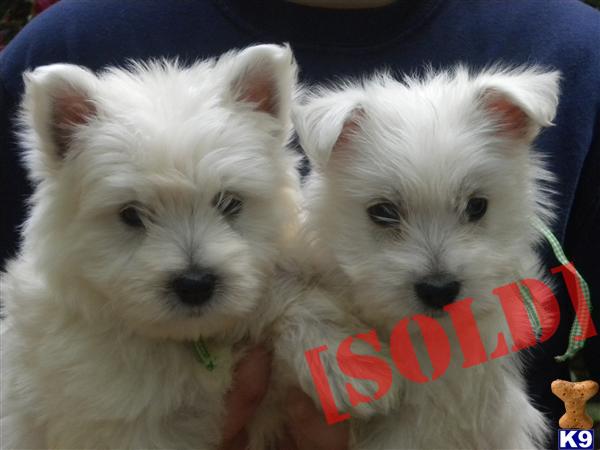 westie puppies for sale in florida document moved westie puppies for sale in florida document moved