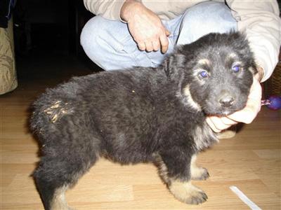 King Shepherd puppies for sale