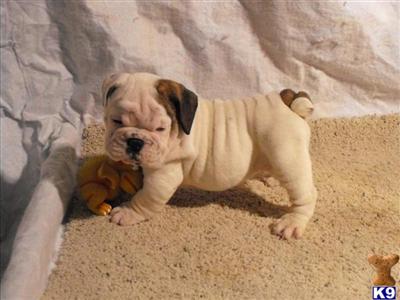 English Bulldogs