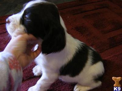 akc english springer spaniel pups