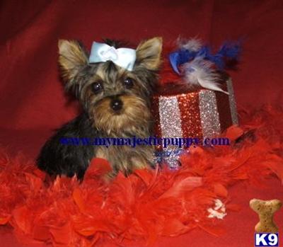 Baby Doll Face IItty Bitty Tiny Teacup Yorkie Puppy