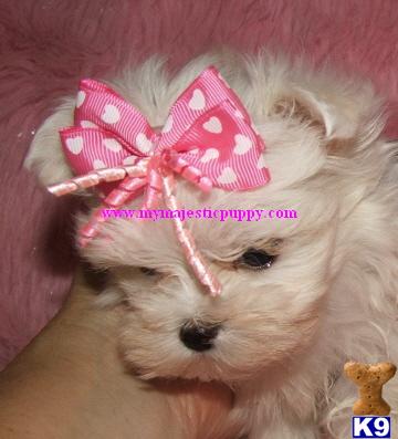 Tiny Little Teacup Maltese Puppies Perfect Purse Puppies