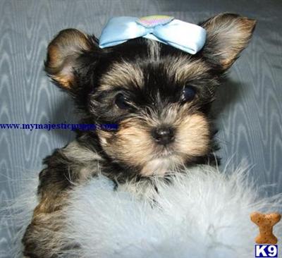 Baby Doll Face Morkie Puppy  SOLD