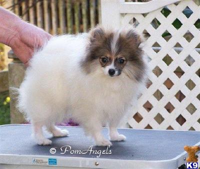 Parti Pomeranian Female Champion Pedigree