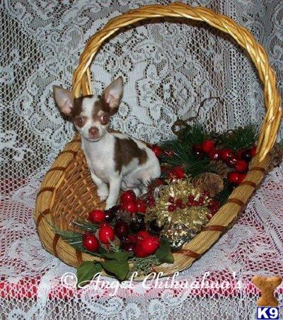Chocolate Parti Male Chihuahua AKC