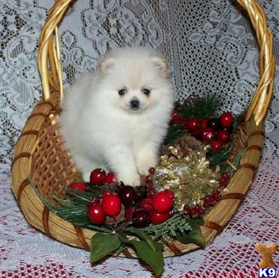 AKC white Female Champion Pedigree
