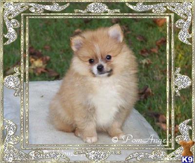 Pomeranian AKC Champion Pedigree Male Puppy