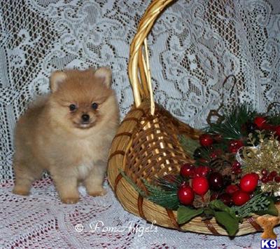 AKC Champion Pedigree Male Puppy