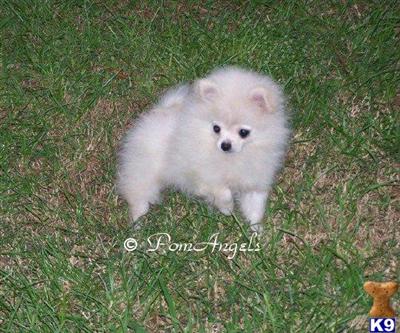 Tiny White Pomeranian AKC Male puppy