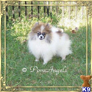 Quality AKC Parti Pomeranian Male Puppy
