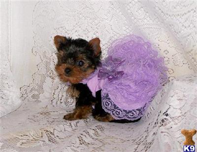 AKC Tiny Female