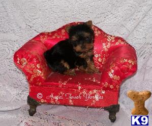 Tiny T Cup Yorkie Female