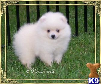 White/Cream Pomeranian puppies 
