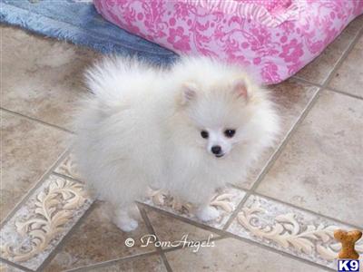 AKC Parti Cream/white Male Champion Pedigree