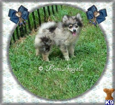 Merle Male AKC Champion Pedigree