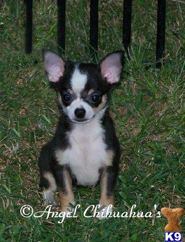 Chihuahua Male Puppy