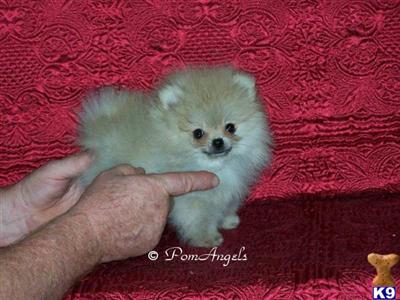 Tiny Baby Doll Female Pomeranian