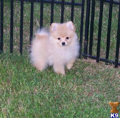 Champion Pedigree Pomeranaina Male Puppy