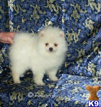 White Male Pomeranian Champion Pedigree