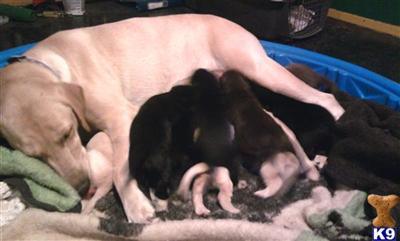 New litter of 9 lab puppies - only 6 more left