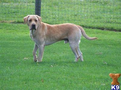 Proven stud Gunner AKC, CKC