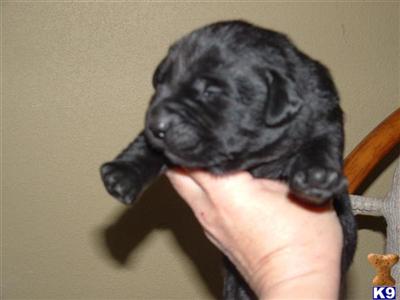 AKC LAB PUPS