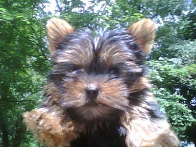 yorkie pup