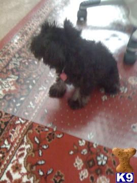Macho