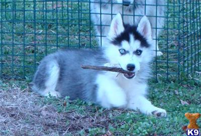 AKC Siberian husky