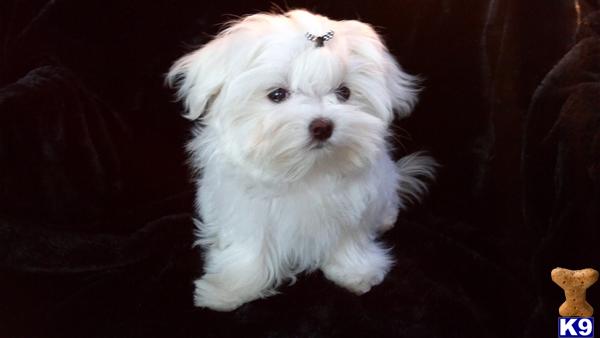 TINY, SHOW QUALITY, AKC PUP  LOTS OF CHAMPIONS