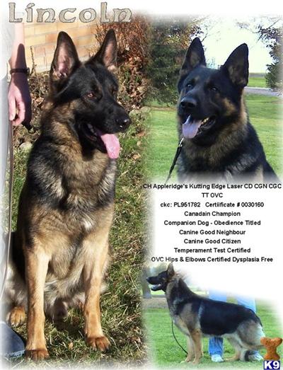 Champion Appleridges Kutting edge Laser CD OVC H E HIT CGN CGC TT URBAN DOG CERTIFIED