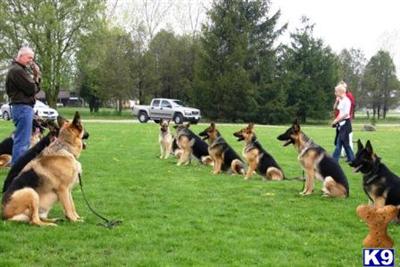 Certified Behavioralist Coaching Training consultations