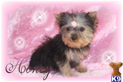 Honey