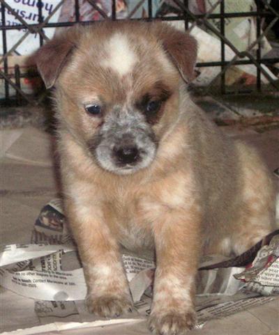AKC Australian Cattledog Pups