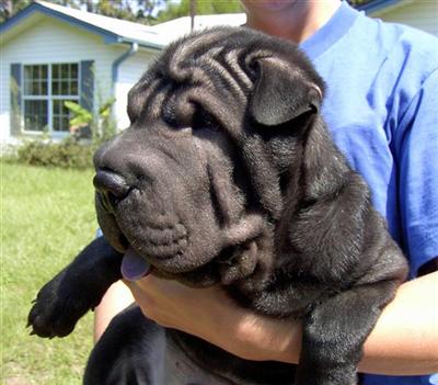 AKC Champion bloodlines - DRASTICALLY REDUCED - Jet Black Chinese Shar-pei Male - Kong