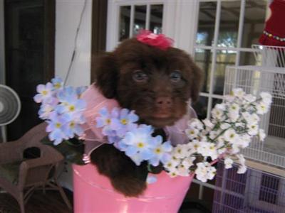 Tcups Tiny  Toy puppies