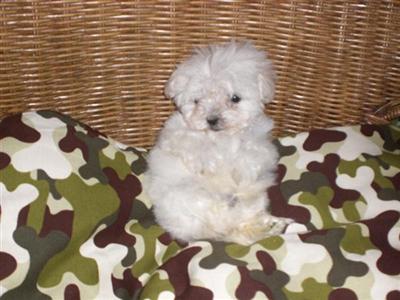 Tcups Tiny  Toy Maltese - poo yorkie - poo Poodle