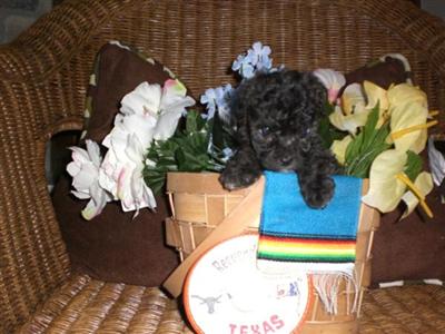 Tcups Tiny  Toy Maltese - poo yorkie - poo Poodle