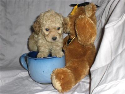 Tcups Tiny  Toy Maltese - poo yorkie - poo Poodle